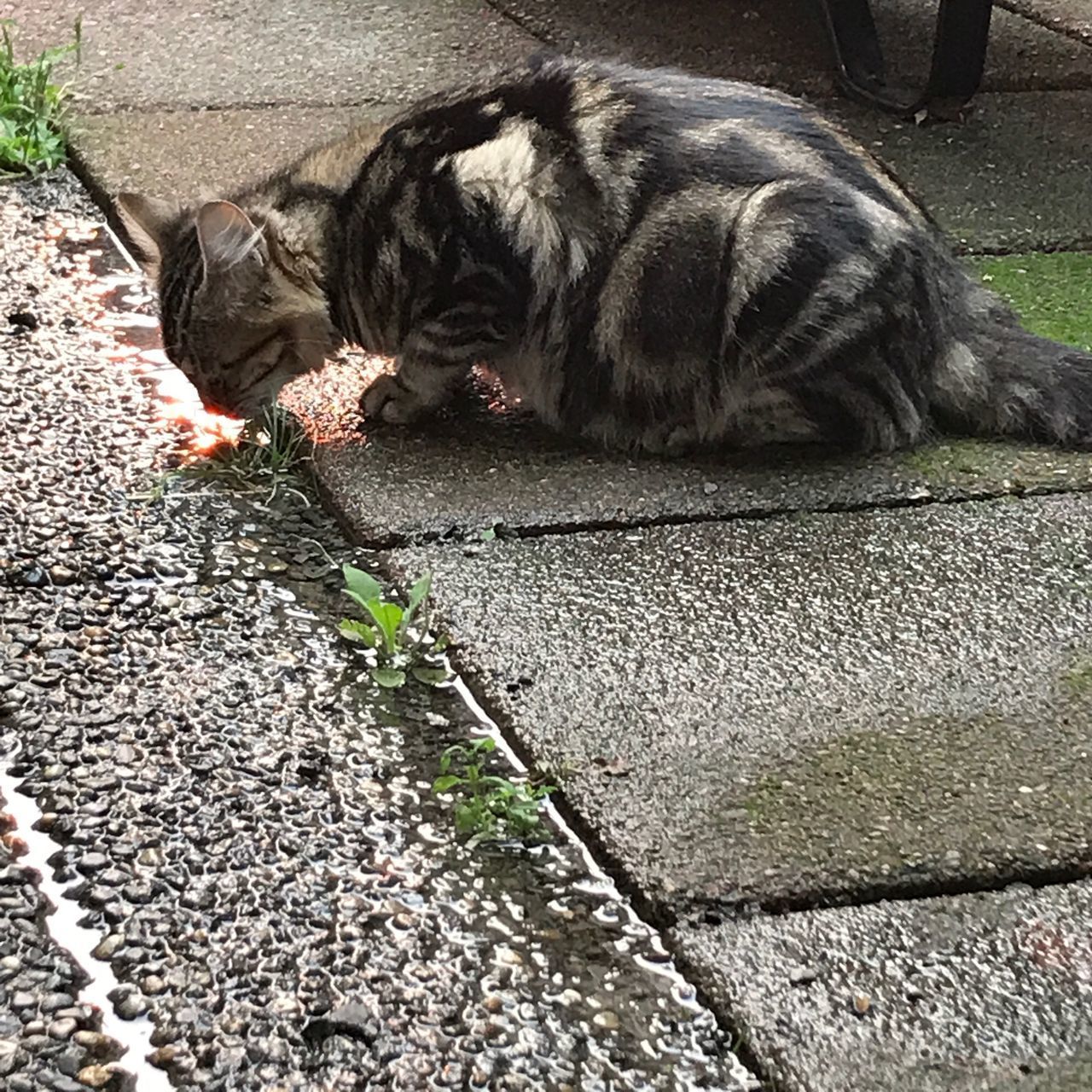 CLOSE-UP OF CAT LYING