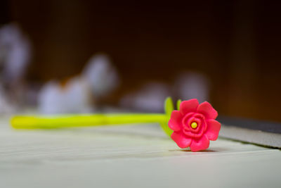 Close-up of pink flowers on table