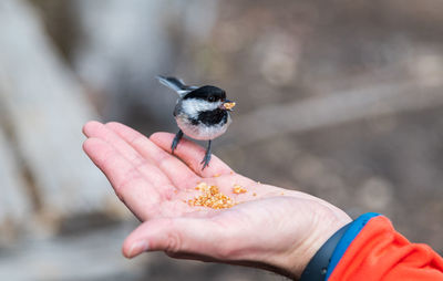 Midsection of person holding bird against blurred background