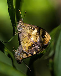 Close-up of butterfly on leaf