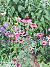 Close-up of pink flowers in park