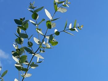 plant