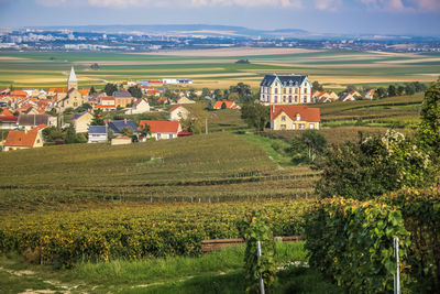 Scenic view of vineyard against sky