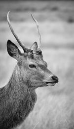 Close-up portrait of deer