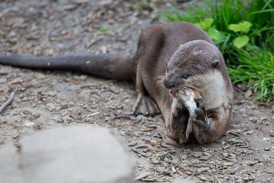 Close-up of otter on field