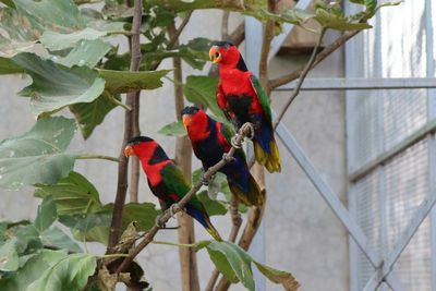 Low angle view of parrot perching on branch