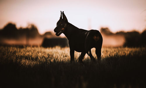 Dog standing in a field