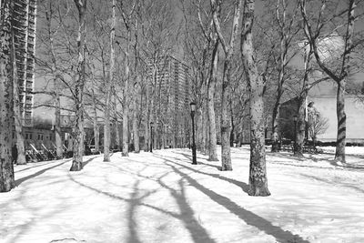 Snow covered trees