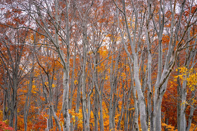 Trees in forest during autumn