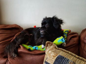 Portrait of dog relaxing on sofa at home
