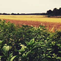 Plants growing in field