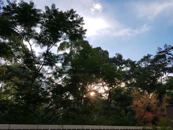 Low angle view of trees in forest against sky