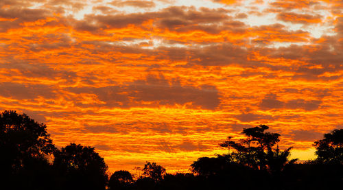 Low angle view of silhouette trees against orange sky