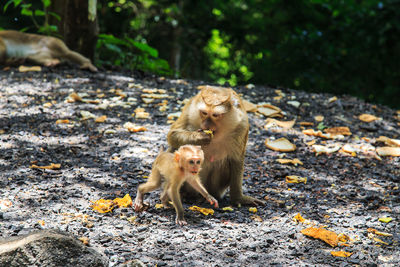 Monkey eating food on ground