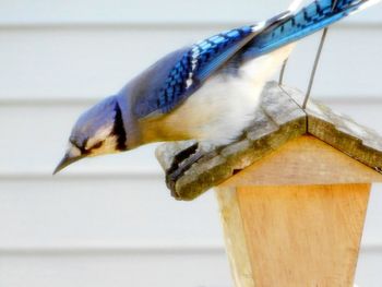 Close-up of bird perching on wood