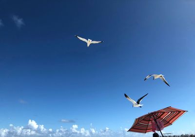 Low angle view of birds flying against blue sky