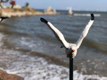 Close-up of seagull flying over sea