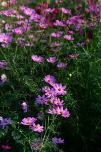 Close-up of pink flowering plants on field