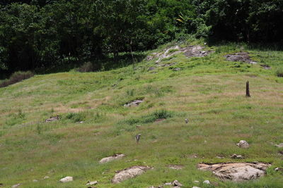 View of a field