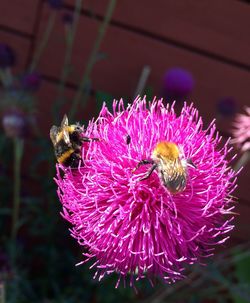 Close-up of bee pollinating on pink flower