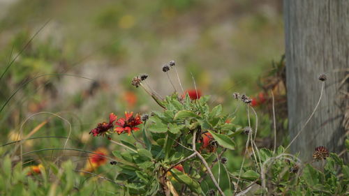 Close-up of bird perching on plant