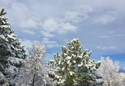 Low angle view of snow covered tree