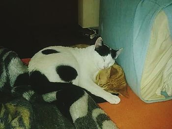 Close-up of cat lying on blanket