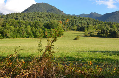 Scenic view of field against sky