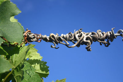 Low angle view of plant against clear blue sky