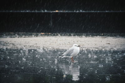 Close-up of seagull perching on wet surface