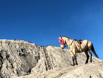 View of a horse on rock against sky