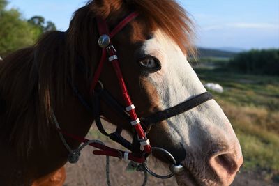 Close-up of horse on field