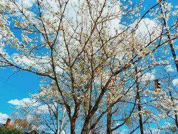 Low angle view of flower tree against blue sky