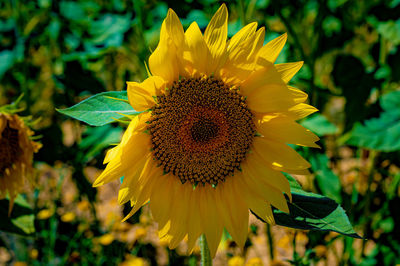 Close-up of yellow flowering plant