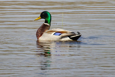 Duck swimming in lake