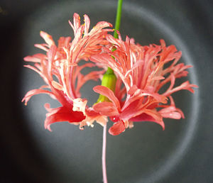 Close-up of red flowering plant