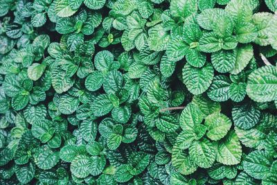 Full frame shot of plants