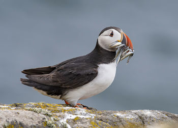 Close-up of bird perching on rock