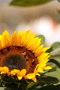 Close-up of bees on sunflower