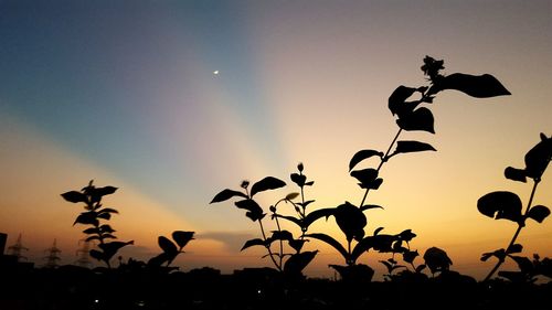 Low angle view of silhouette trees against sky at sunset