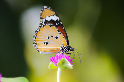 Close-up of butterfly pollinating on purple flower