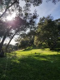 Scenic view of trees on field against sky