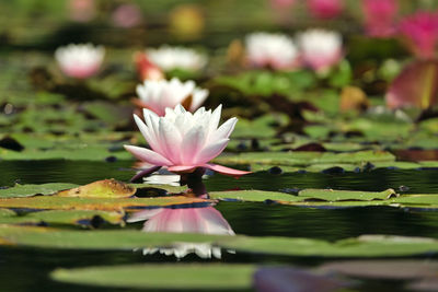 Close-up of lotus water lily in lake
