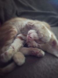 Close-up of cat sleeping