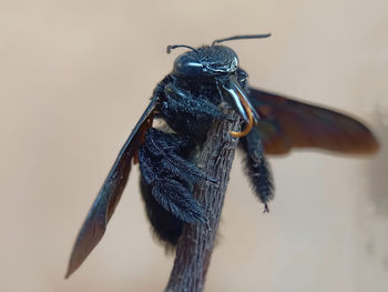 Close-up of bee