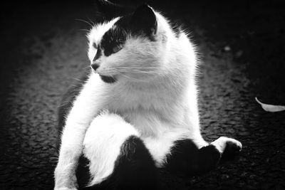 Close-up of cat