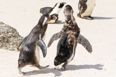 Close-up of penguins at beach