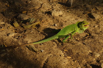 High angle view of lizard on a field