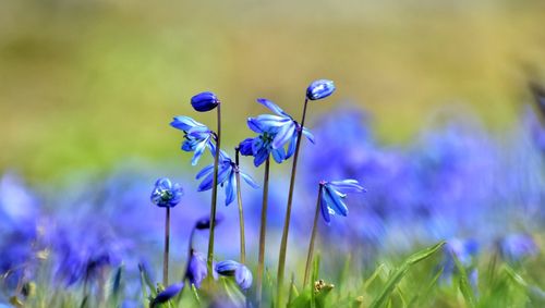 Blue snowdrops in the park