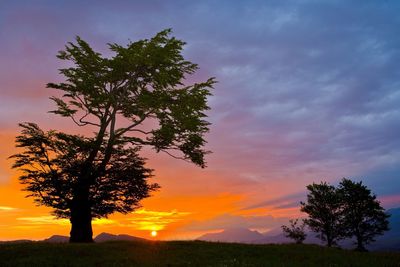 Silhouette tree against sky during sunset